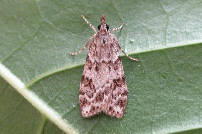 <i>Scoparia ingratella/pyralella</i>