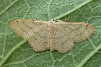<i>Idaea aversata</i>