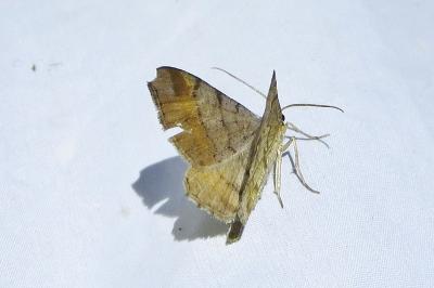 <i>Macaria liturata</i>