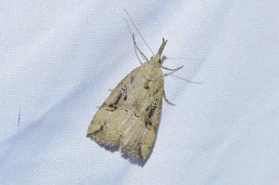 <i>Hypena rostralis</i>