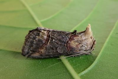 <i>Abrostola triplasia</i>