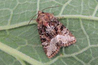 <i>Oligia strigilis</i>