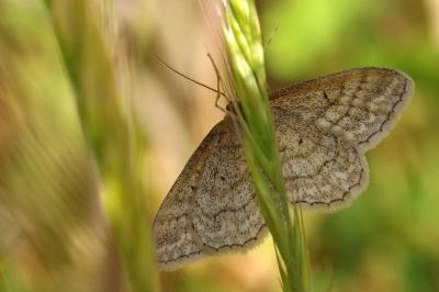 <i>Idaea macilentaria</i>