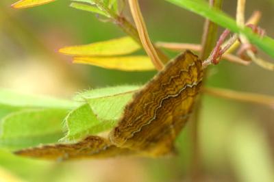<i>Camptogramma bilineata</i>