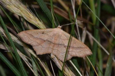 <i>Scopula imitaria</i>