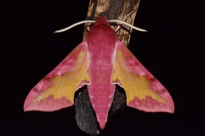 <i>Deilephila porcellus</i>