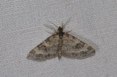 <i>Pterapherapteryx sexalata</i>
