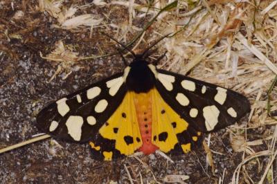<i>Arctia villica</i>