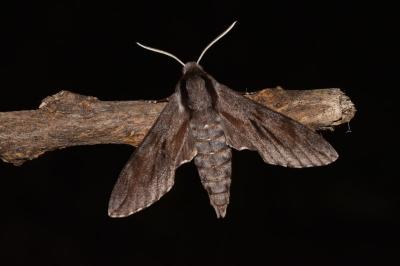 <i>Hyloicus maurorum/pinastri</i>