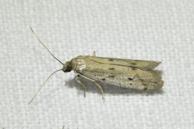 <i>Phycitodes</i>