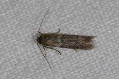 <i>Blastobasis phycidella</i>