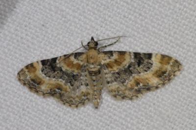 <i>Eupithecia pulchellata</i>