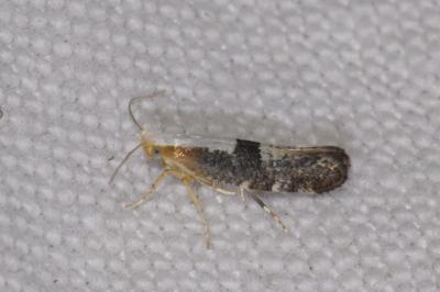 <i>Argyresthia spinosella</i>