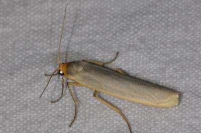 <i>Eilema caniola</i>