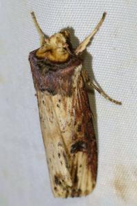 <i>Axylia putris</i>