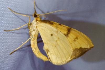 <i>Gandaritis pyraliata</i>