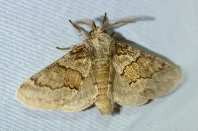 <i>Gluphisia crenata</i>
