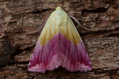 <i>Eublemma purpurina</i>