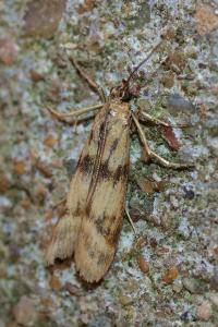 <i>Homoeosoma sinuella</i>
