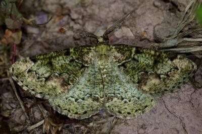 <i>Cleorodes lichenaria</i>