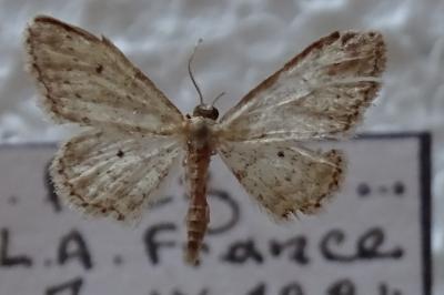 <i>Idaea seriata</i>