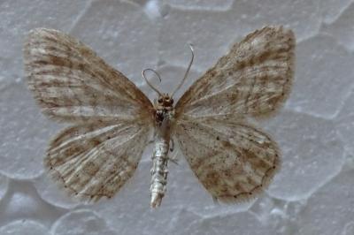 <i>Idaea macilentaria</i>