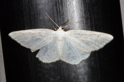 <i>Cabera exanthemata</i>