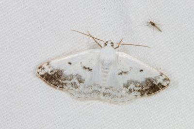 <i>Lomographa temerata</i>