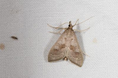 <i>Mecyna asinalis</i>