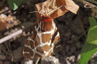 <i>Arctia caja</i>