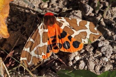 <i>Arctia caja</i>