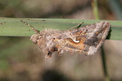 <i>Autographa gamma</i>