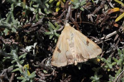 <i>Heliothis peltigera</i>