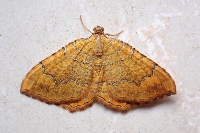 <i>Camptogramma bilineata</i>