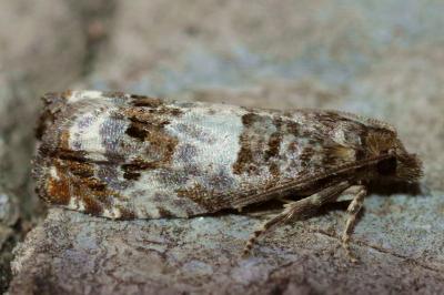 <i>Notocelia trimaculana</i>