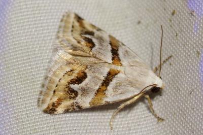 <i>Eublemma candidana</i>
