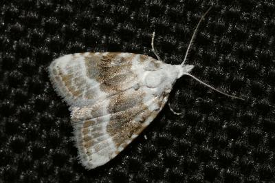 <i>Meganola albula</i>