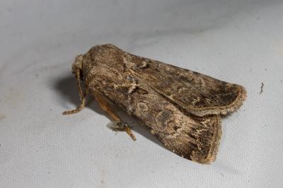 <i>Agrotis bigramma</i>