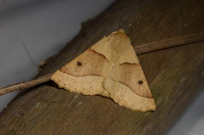 <i>Crocallis elinguaria</i>