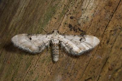 <i>Eupithecia centaureata</i>
