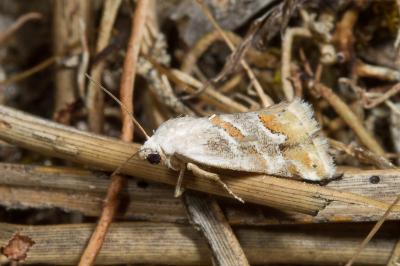 <i>Eublemma candidana</i>