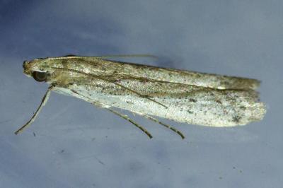 <i>Phycitodes</i>