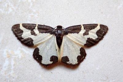 <i>Lomaspilis marginata</i>
