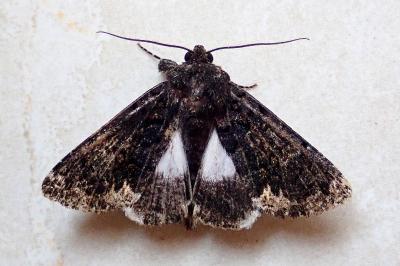 <i>Catephia alchymista</i>