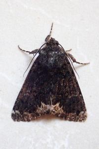 <i>Catephia alchymista</i>