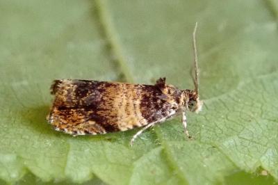 <i>Celypha aurofasciana</i>
