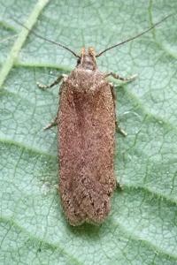 <i>Bryotropha</i>