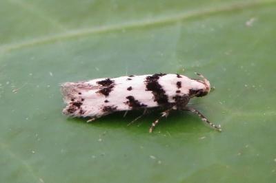 <i>Pseudotelphusa scalella</i>