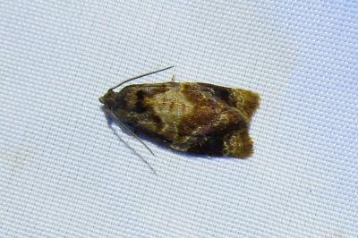 <i>Ditula angustiorana</i>