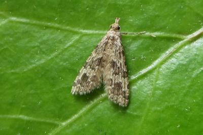 <i>Alucita hexadactyla</i>